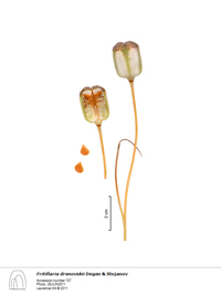 Fritillaria capsules