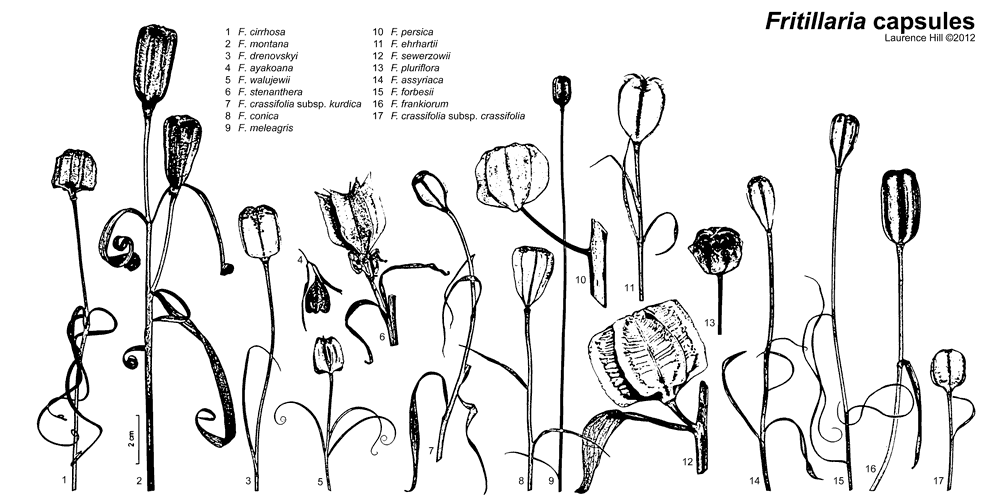 Fritillaria capsules