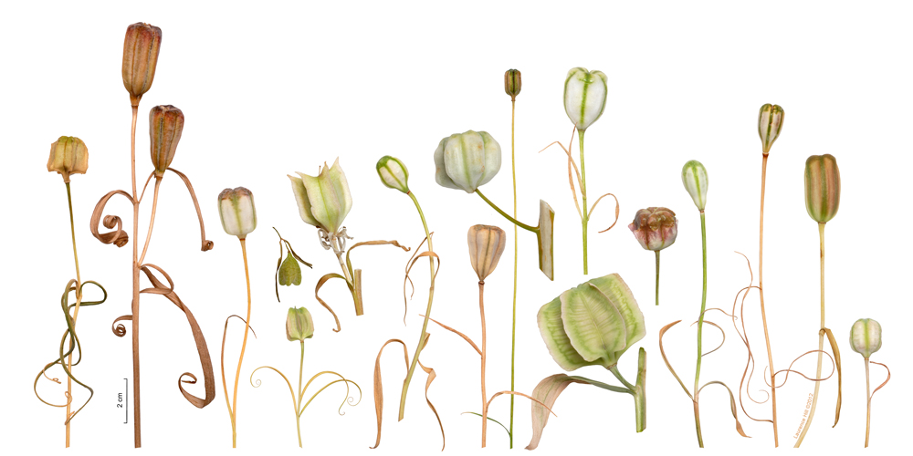 Fritillaria capsules