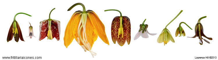 Fritillaria Flowers