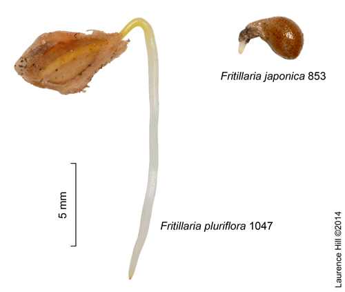 Fritillaria seed germination