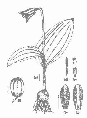 F. avromanica