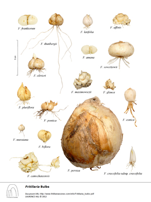 Fritillaria Bulbs