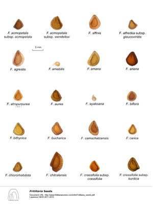 Fritillaria seeds 2016