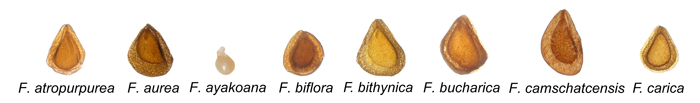 Fritillaria Seeds