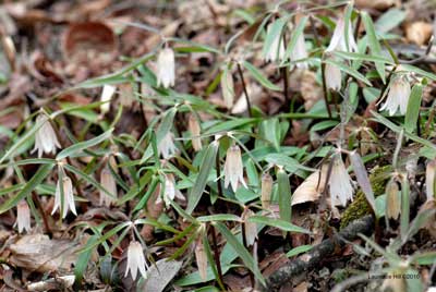 Fritillaria amabilis