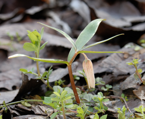 Fritillaria amabilis Sakugi