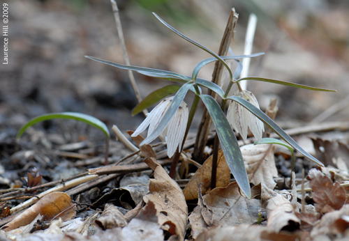 Fritillaria ayakoana JP2