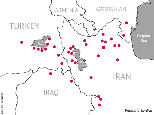 Fritillaria kurdica map