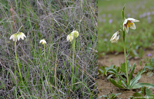 F. liliacea grassland