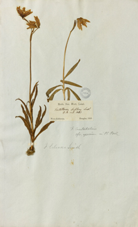 F. liliacea - type K