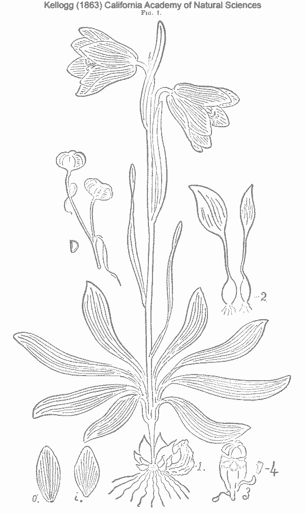 Liliorhiza lanceolata