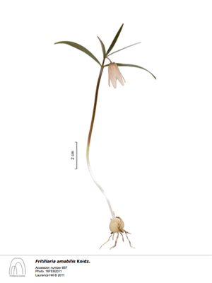 Fritillaria amabilis 857