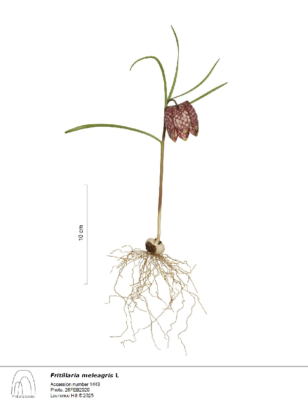 F. meleagris 1443