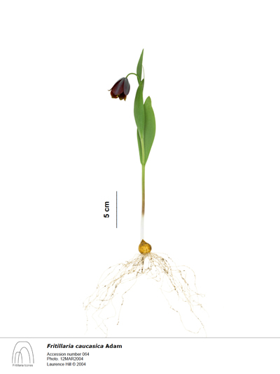 F. caucasica #064