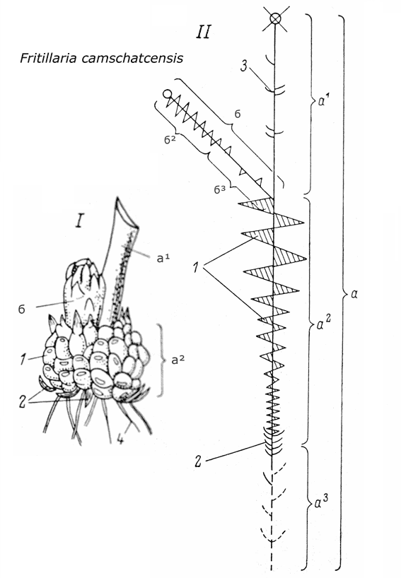 Bulb Annual Cycle