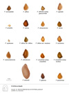 Fritillaria Seeds