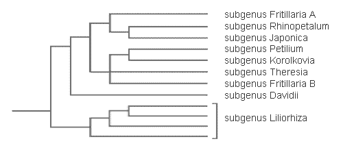 Fritillaria genetic tree