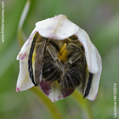 Eucera subgenus synhalonia