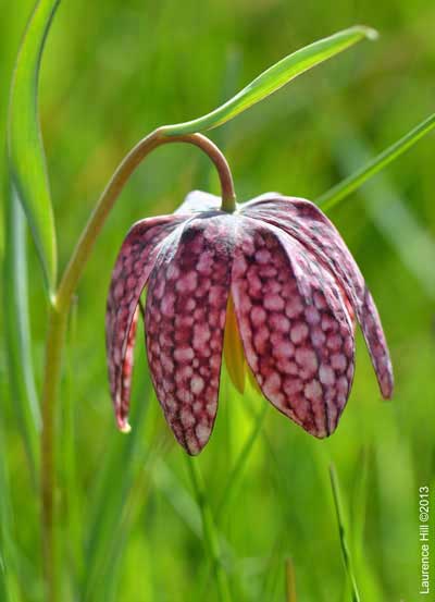 Fritillaria Type