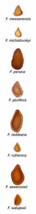 Fritillaria seeds