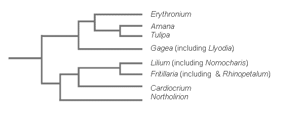 subfamilia Liliodeae