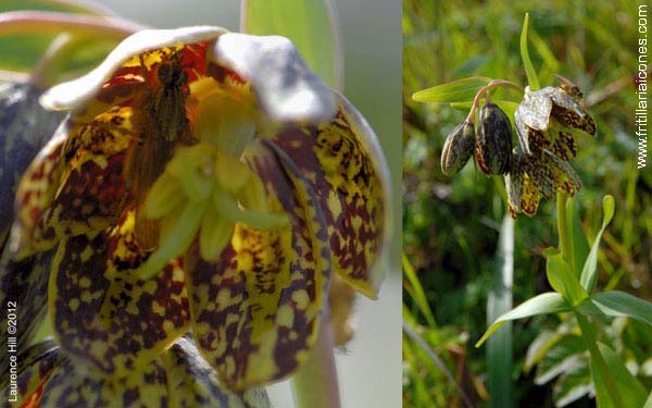 F. affinis with dung-fly