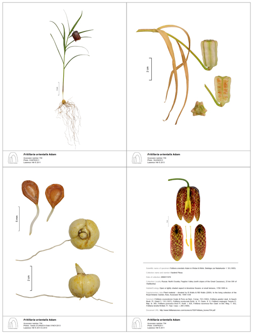 Fritillaria Icones Concept