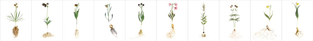 Fritillaria Portraits