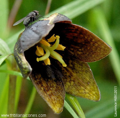 F. camschatcensis with blow-fly