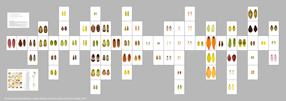 Fritillaria Flower Map