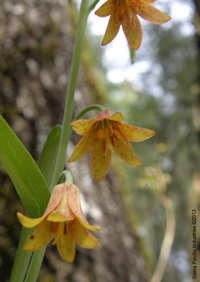 Fritillaria eastwoodiae