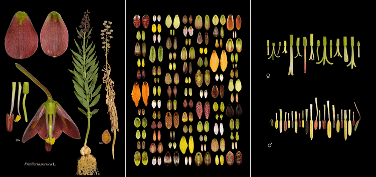 Fritillaria Exhibition