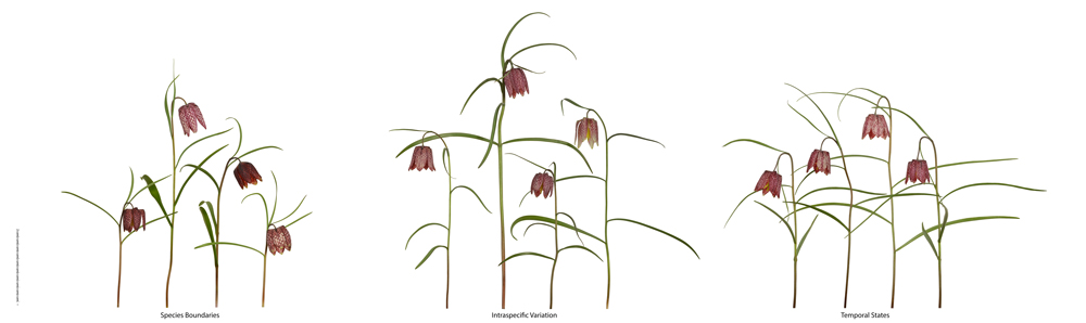 16 Views of Fritillaria meleagris