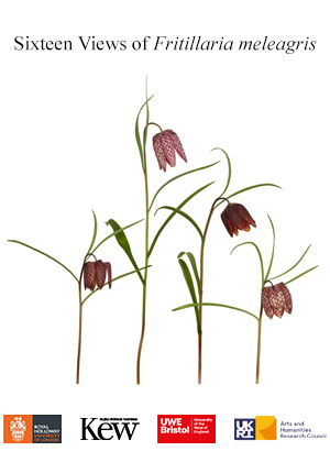 Sixteen Views of Fritillaria meleagris