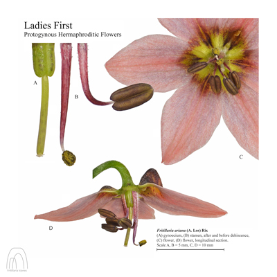 Fritillaria ariana