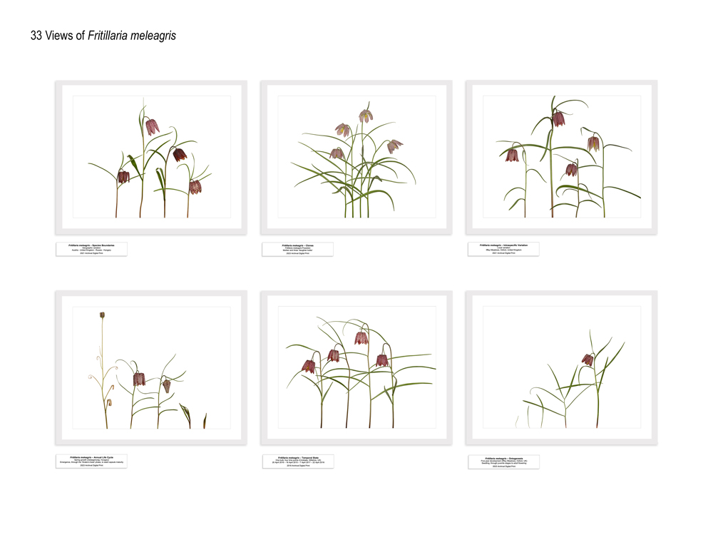 33 Views of Fritillaria meleagris