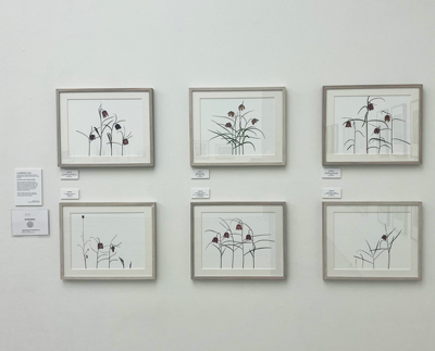 Fritillaria meleagris - Saatchi gallery