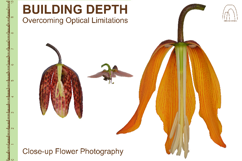 Botanical Illustration video