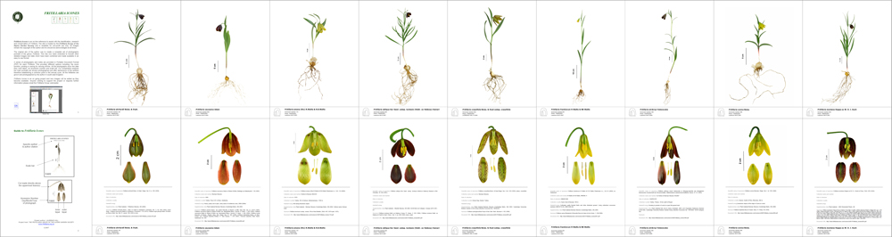 Fritillaria Icones Display