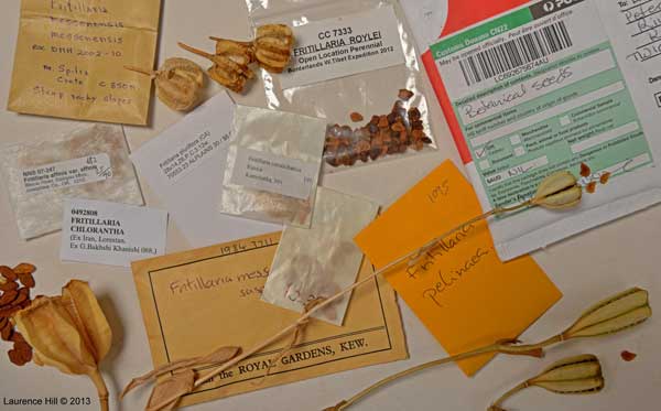 Fritillaria seed packets